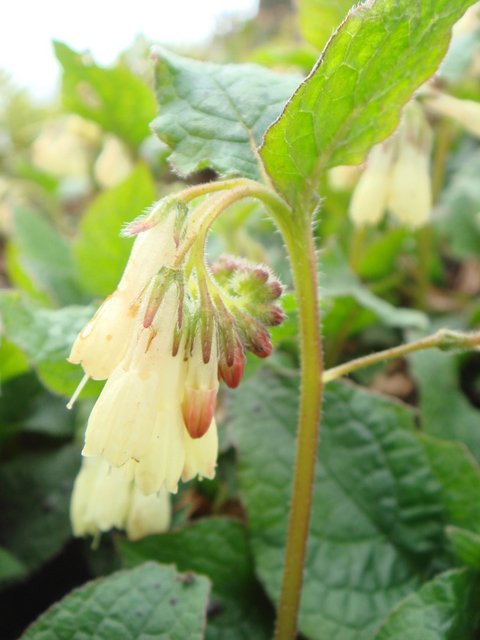 Symphytum tuberosum fleur